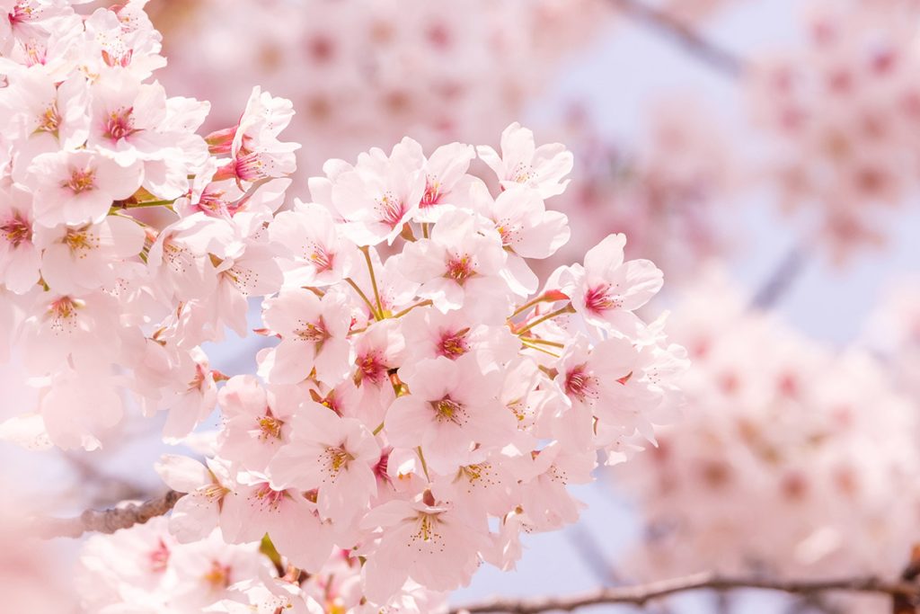 東京都 港区 麻布十番 ネクスト・アイズ|満開の桜