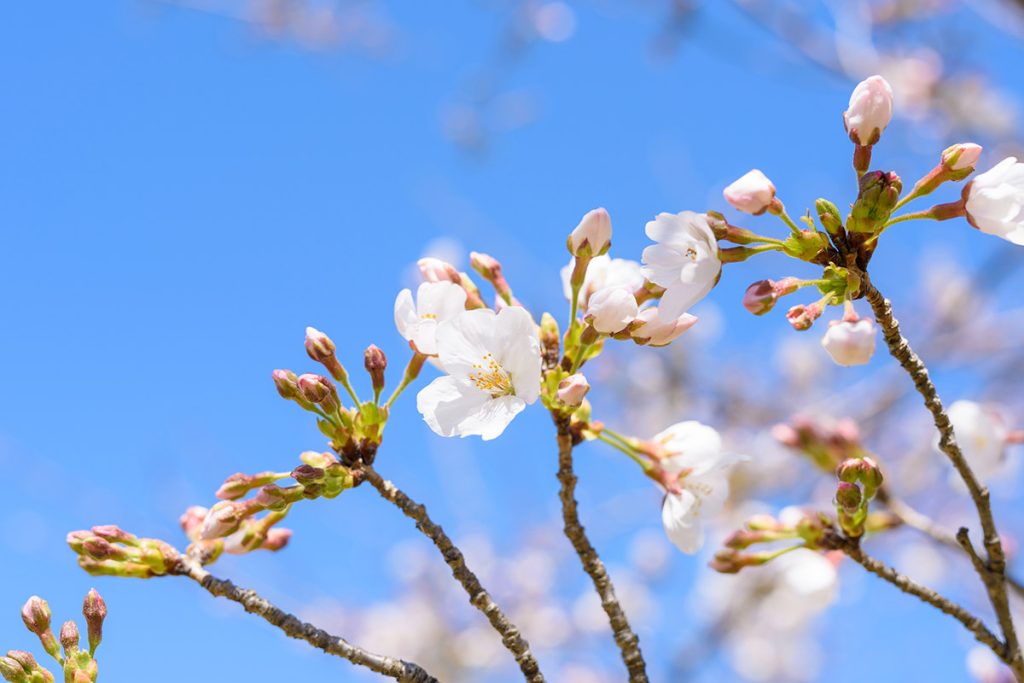 東京都 港区 麻布十番 ネクスト・アイズ|春の兆し・桜のつぼみ