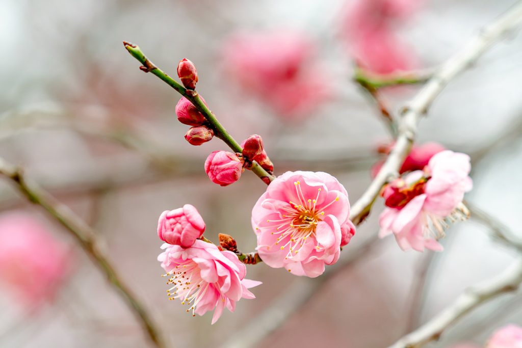 東京都 港区 麻布十番 ネクスト・アイズ|春一番梅の花