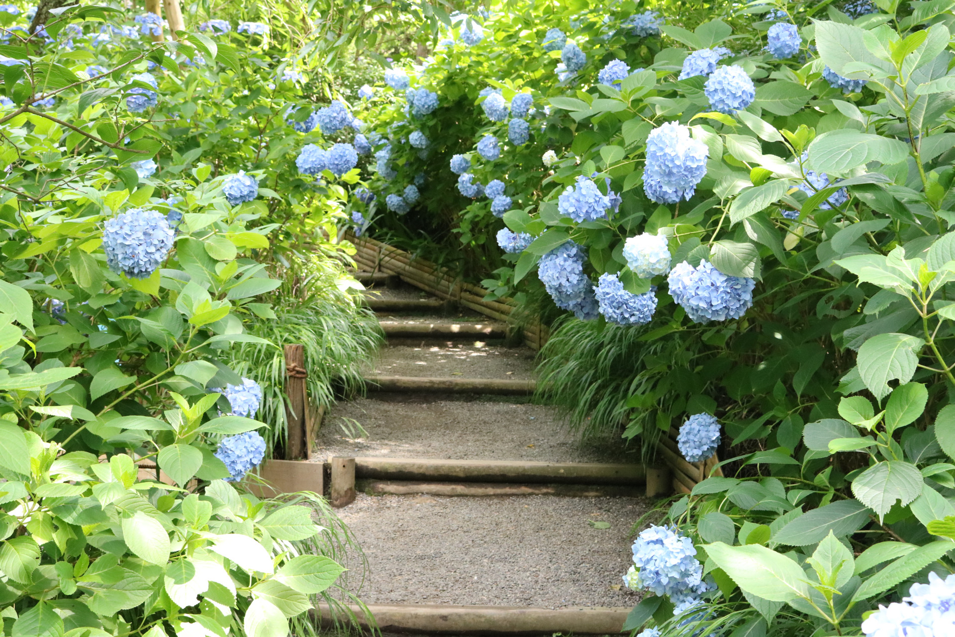 六月梅雨の時期