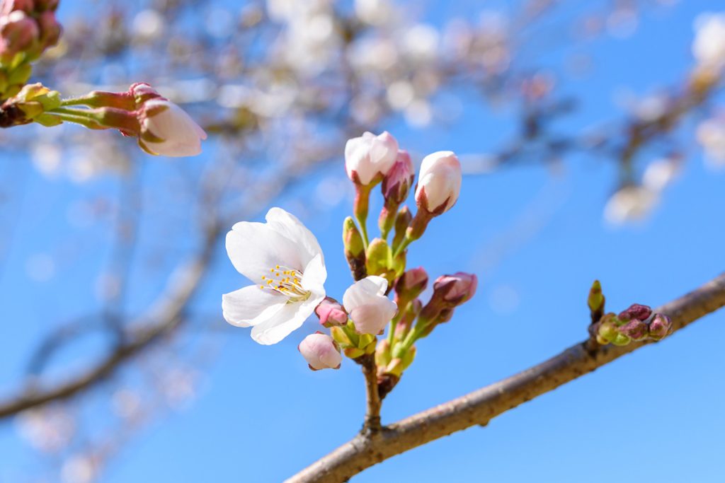 東京都 港区 麻布十番 ネクスト・アイズ|桜の季節到来