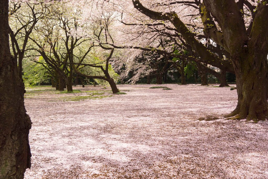 東京都 港区 麻布十番 ネクスト・アイズ|桜吹雪_桜の絨毯