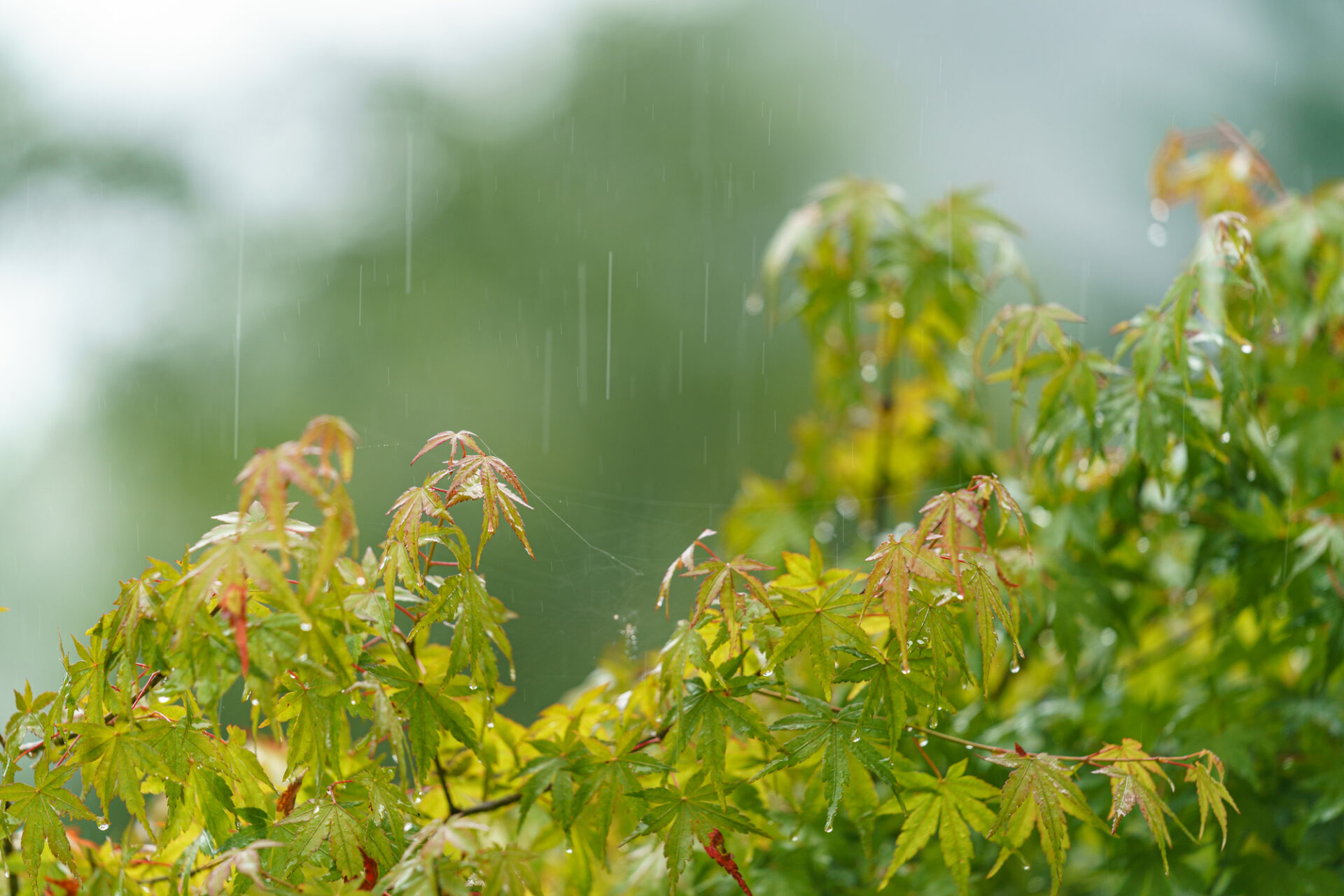 9月夏の雨| 麻布十番　ネクスト・アイズ