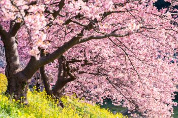 春・桜満開
