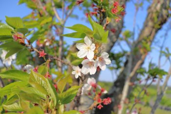 4月葉桜